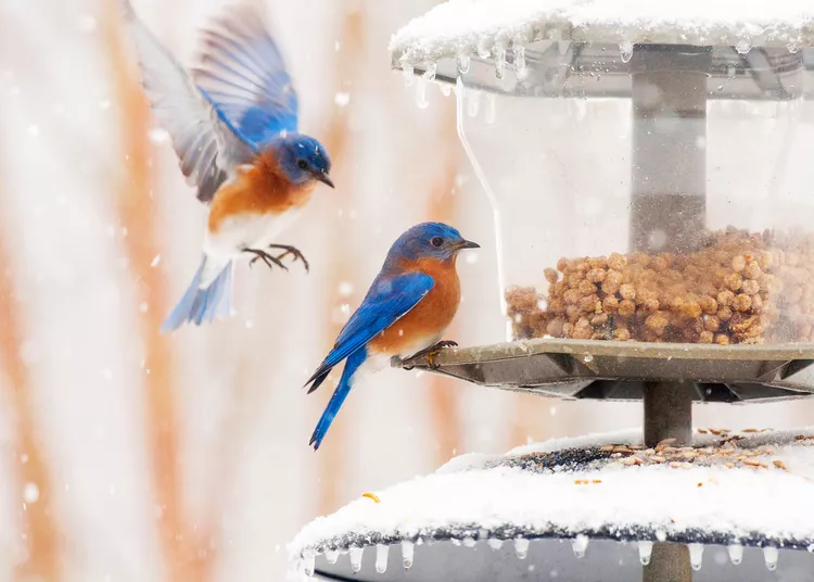 How to Attract Birds in the Winter and Feed Them What They Need 