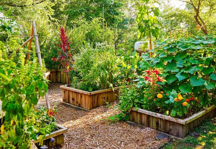 How to Fill a Raised Garden Bed: 3 Affordable Methods