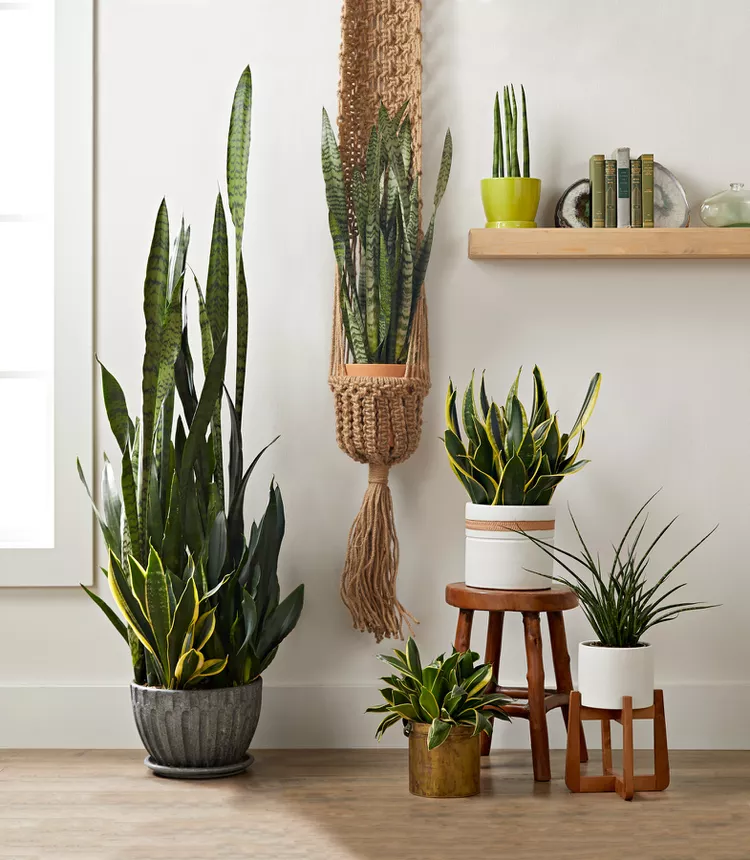 Here's Why Your Snake Plant Leaves Are Falling Over, and What to Do About It