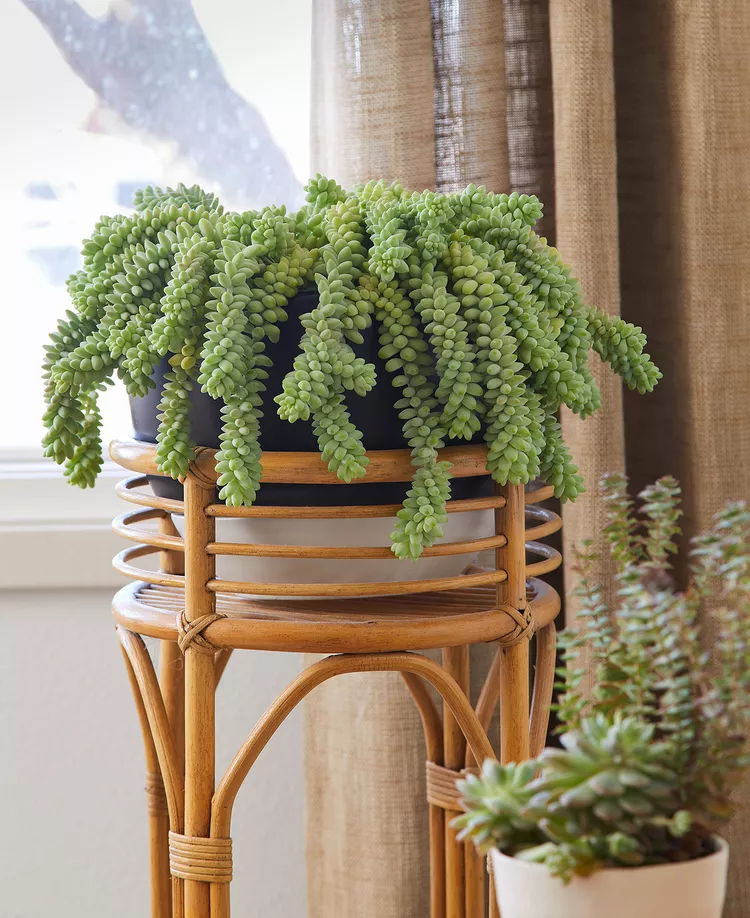 The 10 Easiest Types of Succulents to Grow as Houseplants