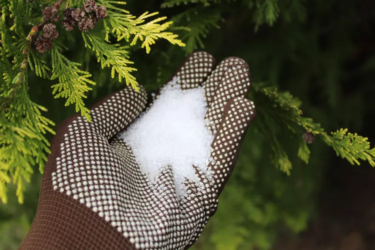 Is Epsom Salt Good for Plants? Here's What an Expert Says