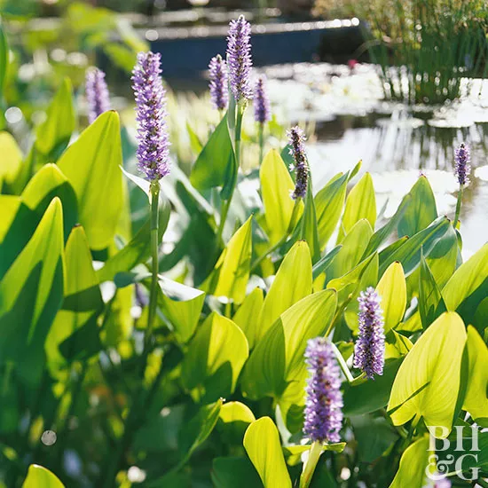 How to Plant and Grow Pickerel Weed