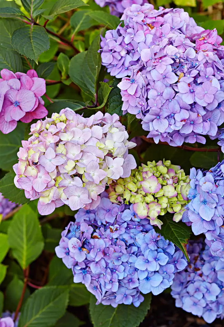 Hydrangeas Not Blooming? 7 Reasons Why and How to Fix the Problem